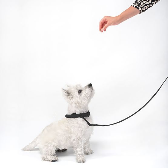 Dog Leash and Collar PJ-067 Black S