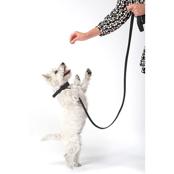 Dog Leash and Collar PJ-067 Black S