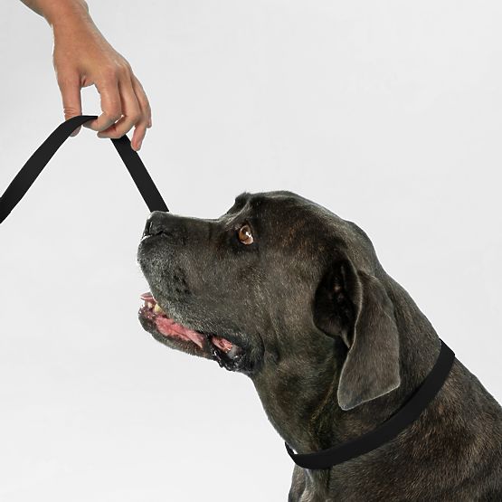 Dog Leash and Collar PJ-067 Black S