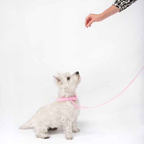 Dog Leash and Collar PJ-068 Pink S