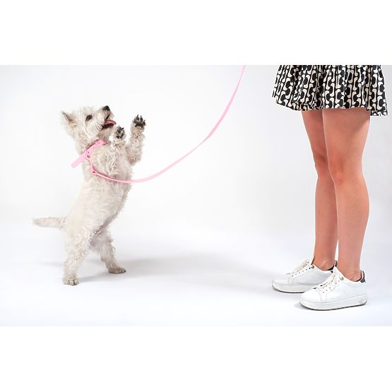 Dog Leash and Collar PJ-068 Pink S