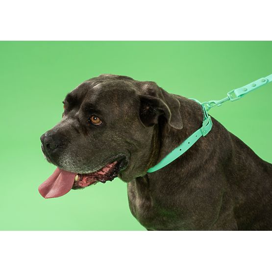 Dog Leash and Collar PJ-069 Green S