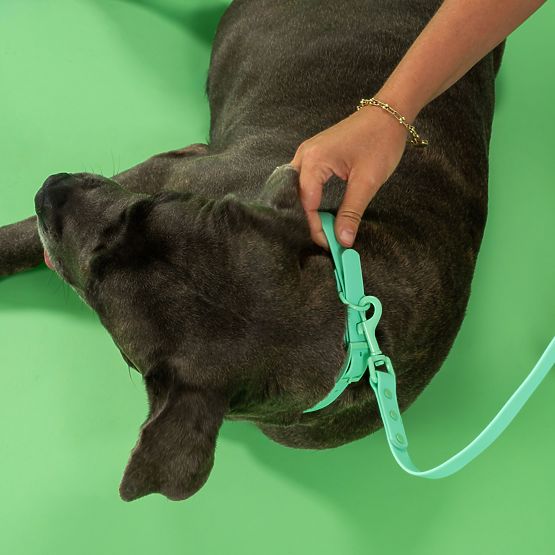 Dog Leash and Collar PJ-073 Green M