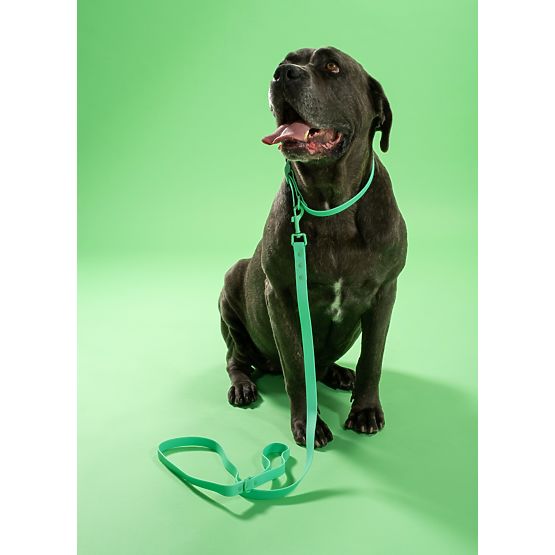 Dog Leash and Collar PJ-073 Green M