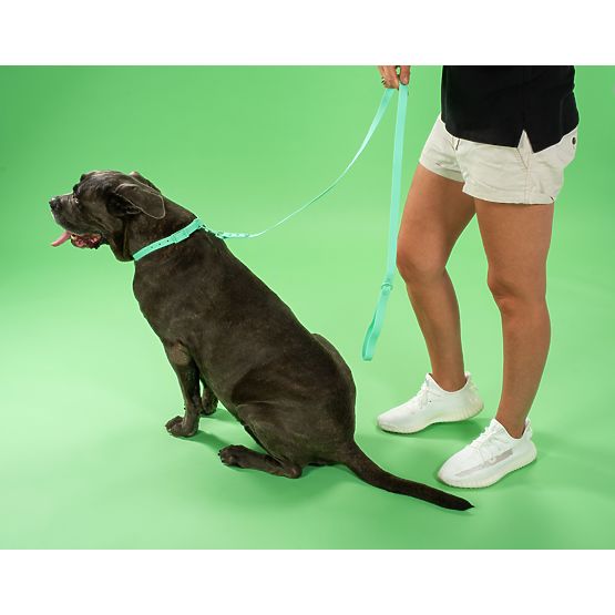 Dog Leash and Collar PJ-073 Green M