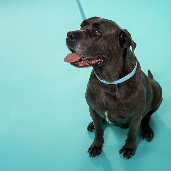 Dog Leash and Collar PJ-074 Blue M