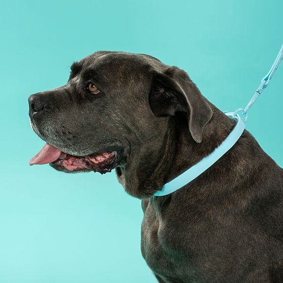 Dog Leash and Collar PJ-074 Blue M