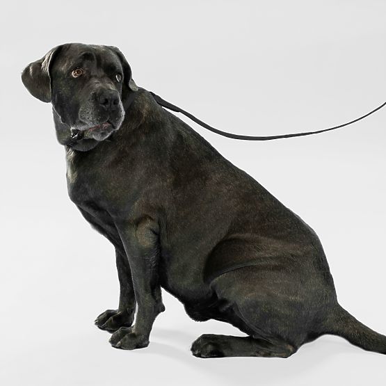 Dog Leash and Collar PJ-075 Black L