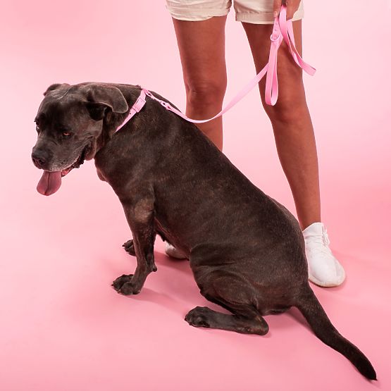 Dog Leash and Collar PJ-076 Pink L
