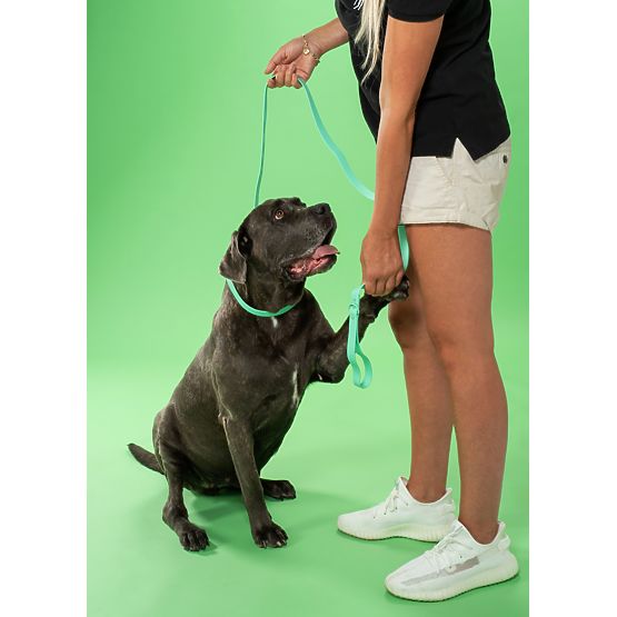 Dog Leash and Collar PJ-077 Green L
