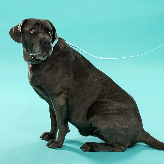 Dog Leash and Collar PJ-078 Blue L