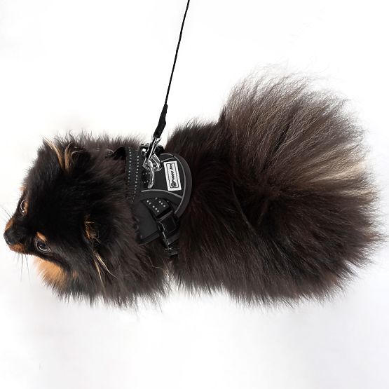 Dog Leash and Harness PJ-047 Black XS