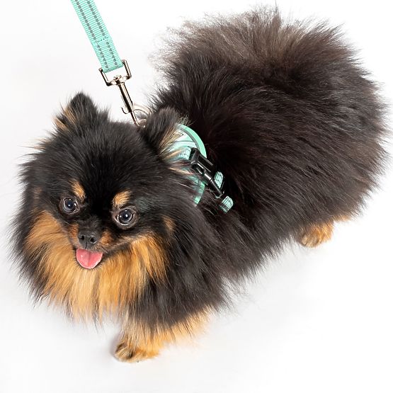 Dog Leash and Harness PJ-049 Green XS