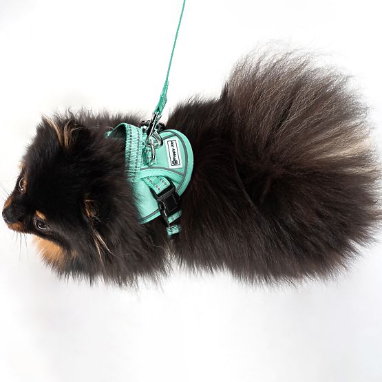 Dog Leash and Harness PJ-049 Green XS