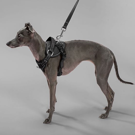 Dog Leash and Harness PJ-051 Black S