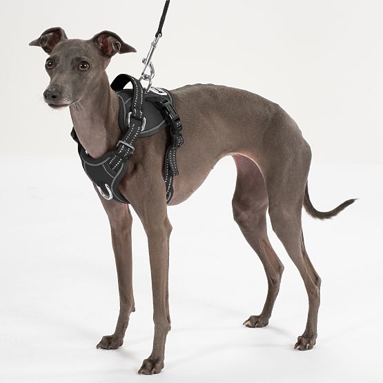 Dog Leash and Harness PJ-051 Black S