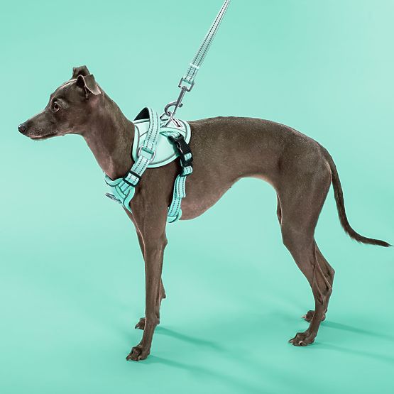 Dog Leash and Harness PJ-053 Green S