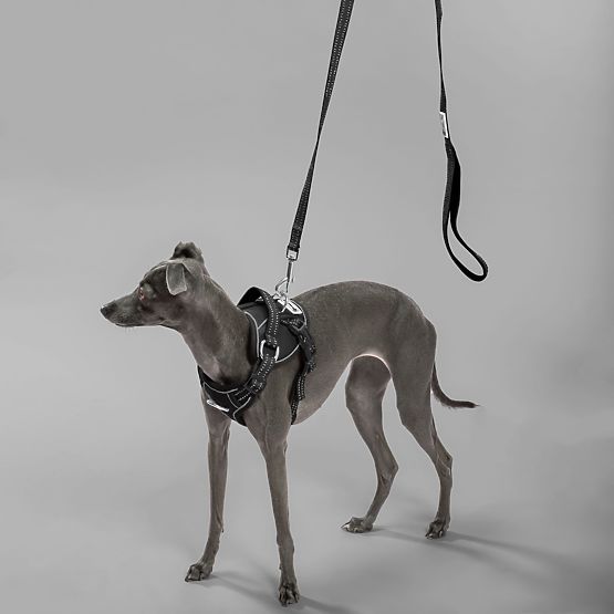 Dog Leash and Harness PJ-055 Black M