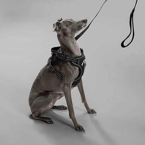 Dog Leash and Harness PJ-055 Black M