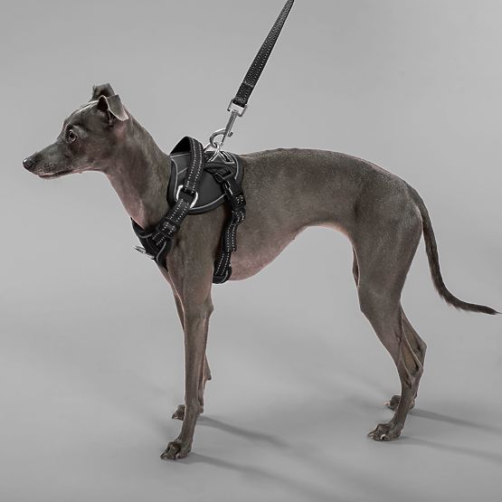 Dog Leash and Harness PJ-055 Black M