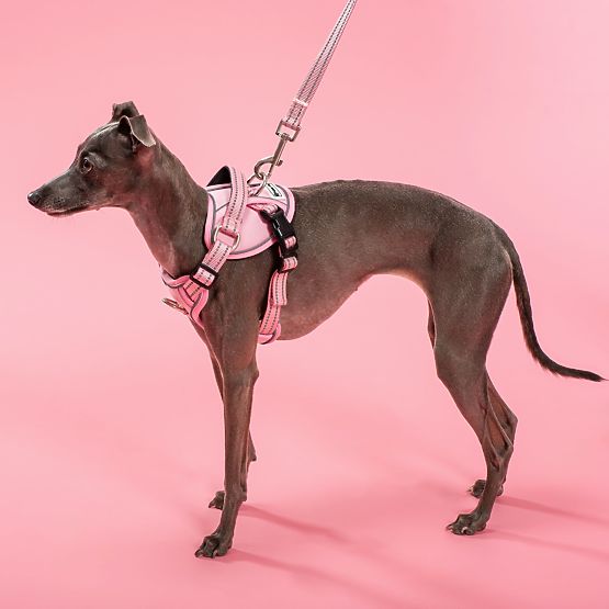 Dog Leash and Harness PJ-056 Pink M