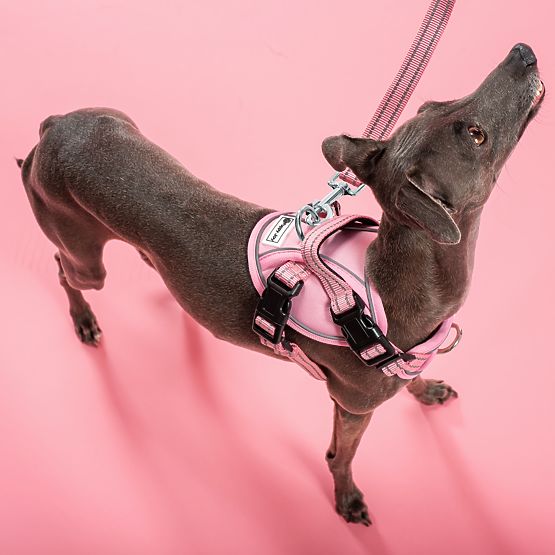 Dog Leash and Harness PJ-056 Pink M