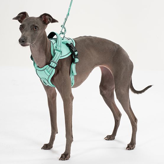 Dog Leash and Harness PJ-057 Green M