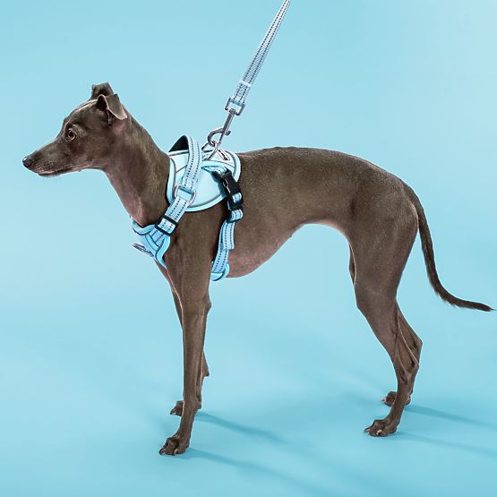 Dog Leash and Harness PJ-058 Blue M