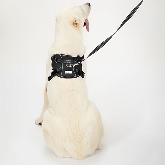 Dog Leash and Harness PJ-059 Black L