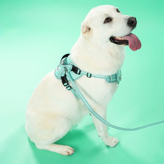 Dog Leash and Harness PJ-061 Green L