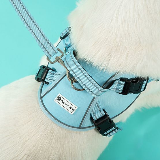 Dog Leash and Harness PJ-062 Blue L