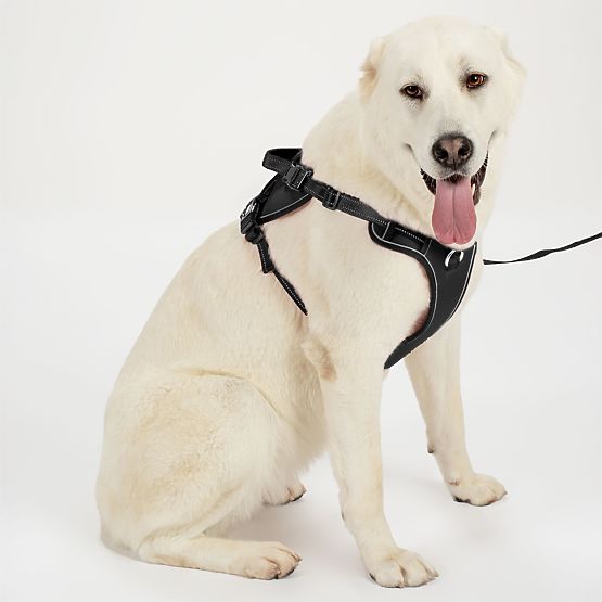 Dog Leash and Harness PJ-063 Black XL