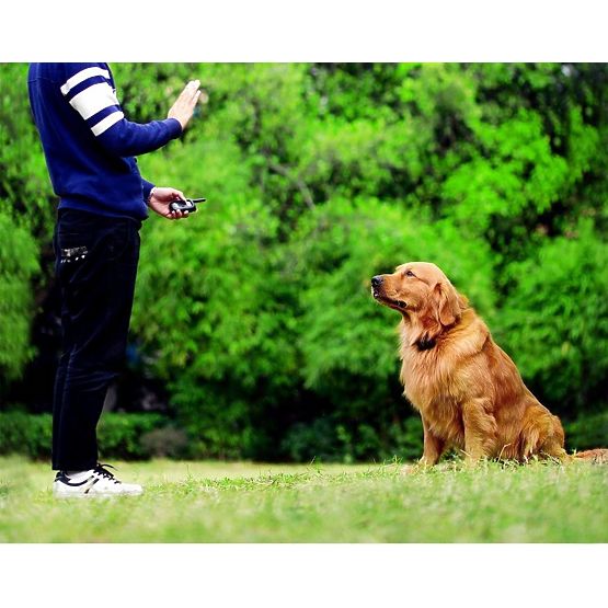 ELECTRIC TRAINING COLLAR FOR DOG pj-098