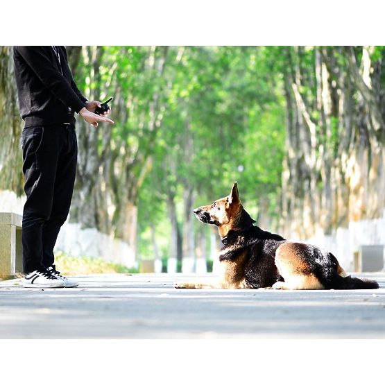 ELECTRIC TRAINING COLLAR FOR DOG pj-098