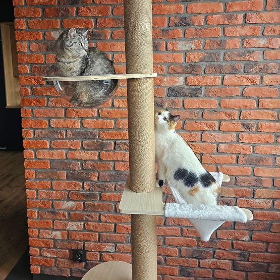 Large Cat Scratching Post Beige 255-265cm P70503