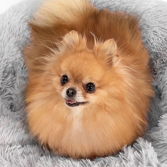 PET BED FOR DOG CAT PJ-015 LIGHT GRAY XL