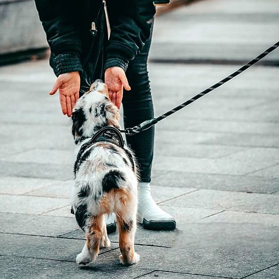 Reflective Dog Leash and Collar PJ-035 Red