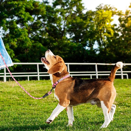 Reflective Dog Leash and Collar PJ-036 Pink