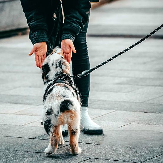 Reflective Dog Leash and Collar PJ-036 Pink