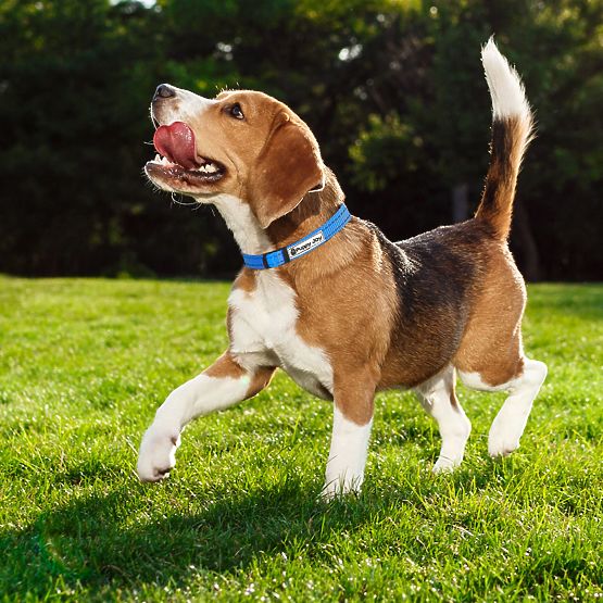 Reflective Leash and Collar for Dog PJ-037 Blue