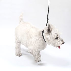 Dog Leash and Collar PJ-067 Black S