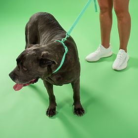 Dog Leash and Collar PJ-069 Green S, PuppyJoy