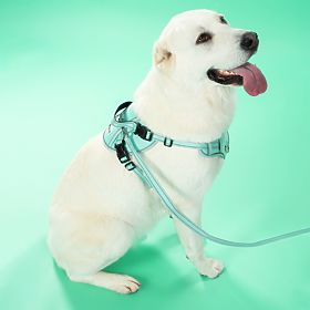 Dog Leash and Harness PJ-061 Green L